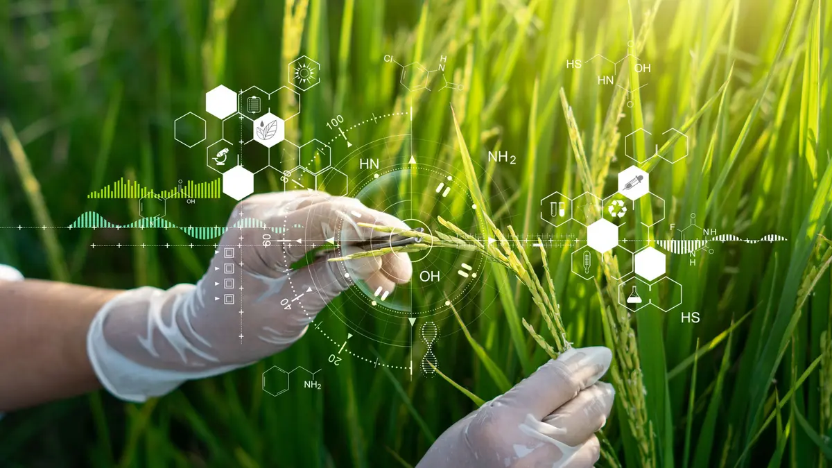 Inovasi Beras Genetik Tinggi CoQ10 untuk Jantung Sehat dan Nutrisi Lebih Baik