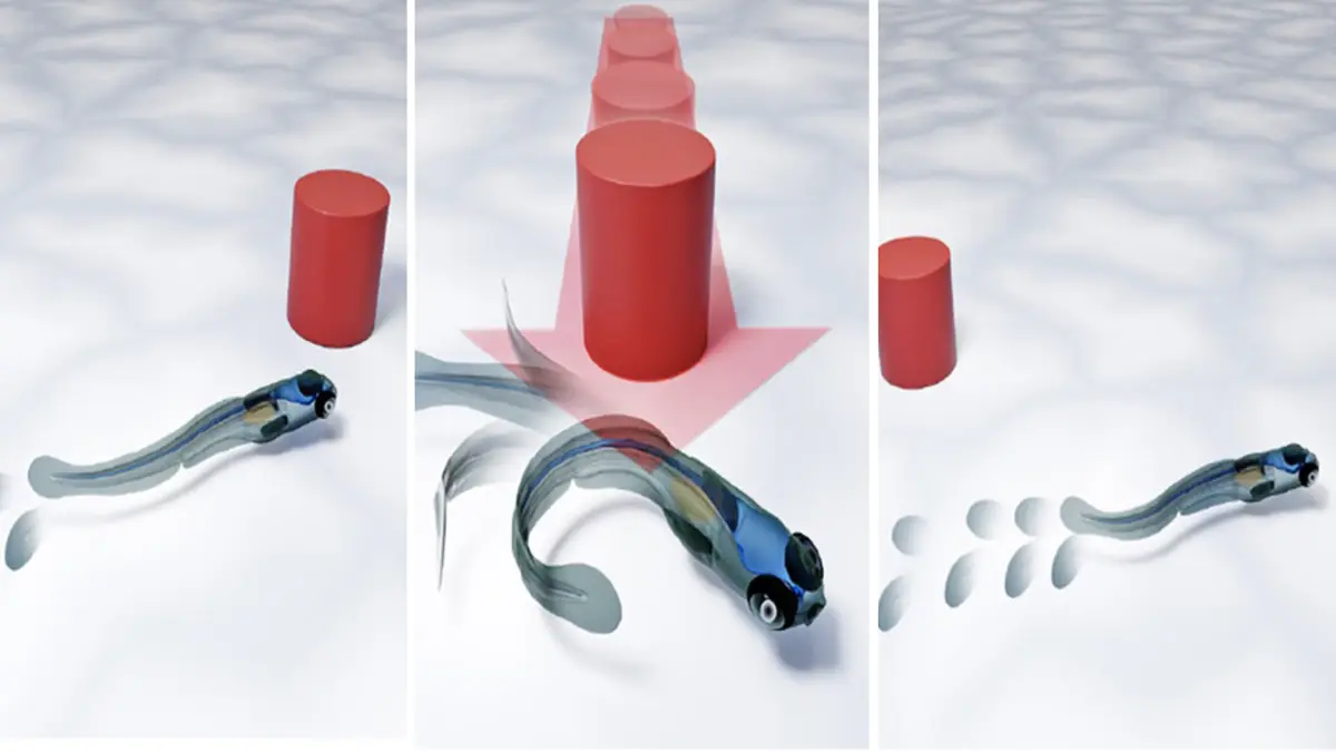 Larva Ikan Zebra Belajar Mengenali Predator Hanya dalam Satu Menit