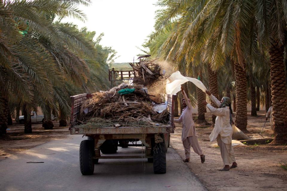 Saudi Arabia Investasi Besar di Olam Agri untuk Perkuat Ketahanan Pangan