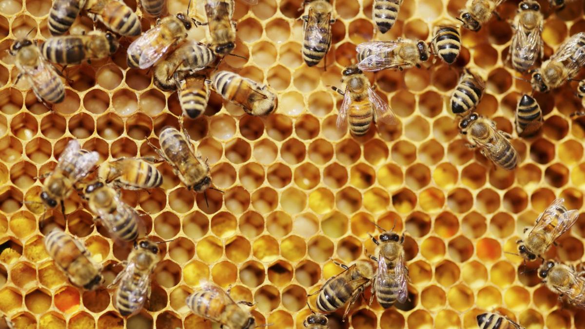 Mengungkap Rahasia Tarian Lebah yang Unik dan Populasi Mereka yang Menurun