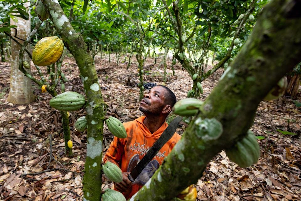 Bisnis Cokelat Keluarga di Eropa Terancam Oleh Krisis Pasokan Kakao
