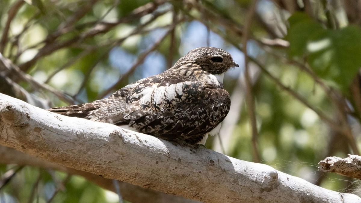 Mikroplastik Mengancam Paru-Paru Burung Liar di Lingkungan Urban China