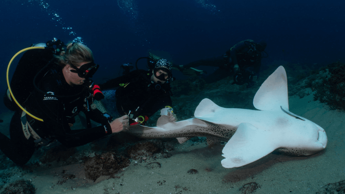 Metode ‘Tonic Immobility’ untuk Selamatkan Hiu Macan Tutul yang Terancam Punah