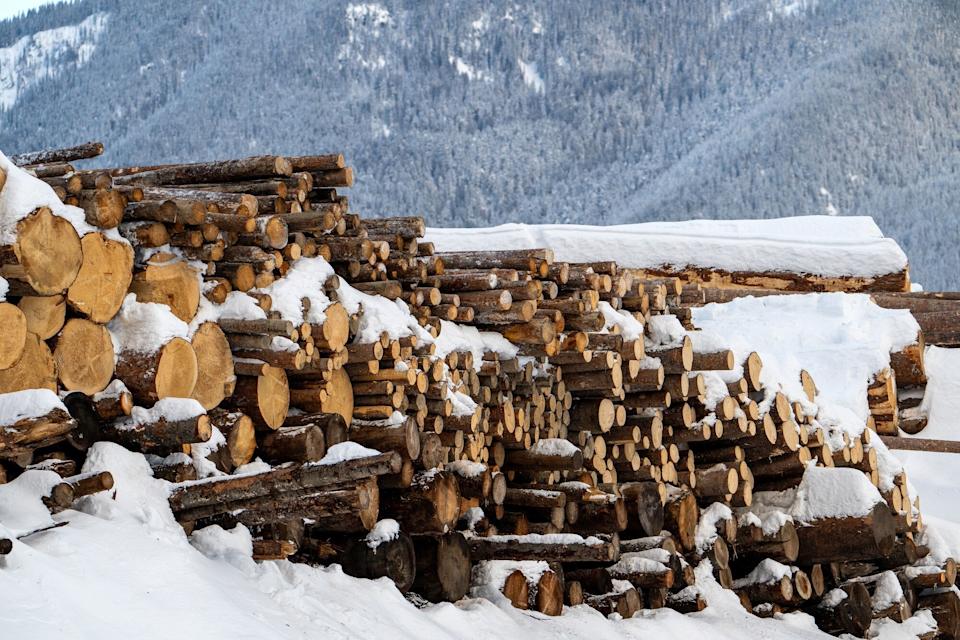 Trump Perintahkan Investigasi Impor Kayu, Siapkan Tarif 25% Untuk Lindungi Industri AS