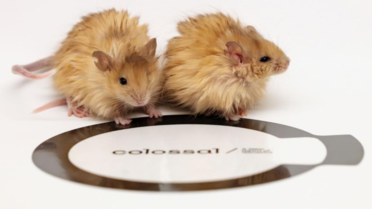 Tikus Berbulu Mamut: Langkah Terobosan Menuju Kebangkitan Mamut Berbulu