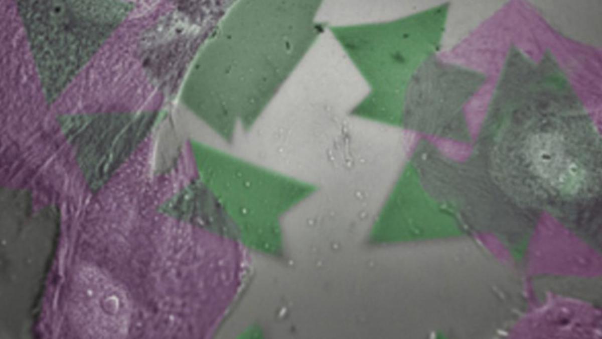 Material Kuantum Atom-tipis Melacak Aktivitas Listrik Sel Hidup dengan Cahaya