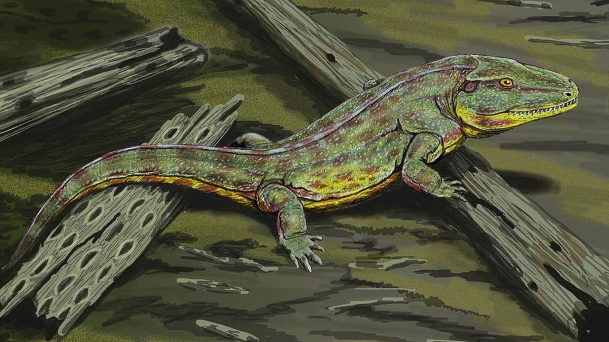 Rahasia Kerabat Kuno Katak Bertahan di Tengah Kepunahan Massal Akhir-Permian