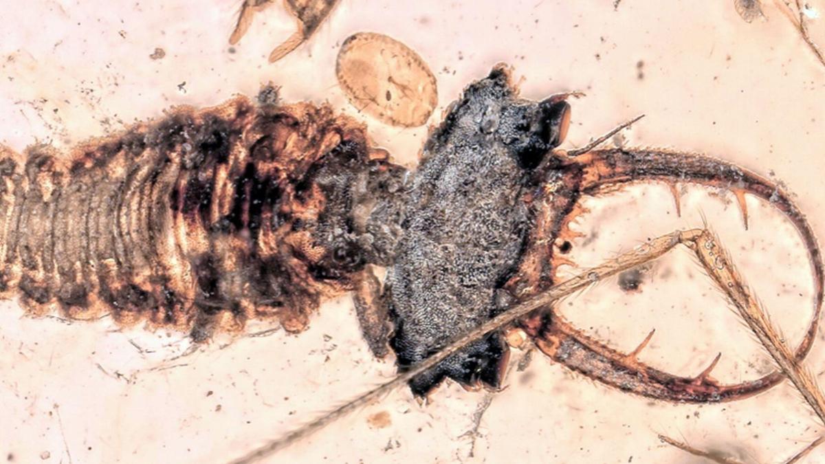 Mata Canggih Larva Lacewing Zaman Dinosaurus Ungkap Evolusi Penglihatan