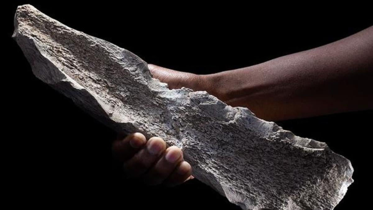 Penemuan Alat Tulang Tertua Ungkap Kecerdasan Manusia Purba 1,5 Juta Tahun Lalu
