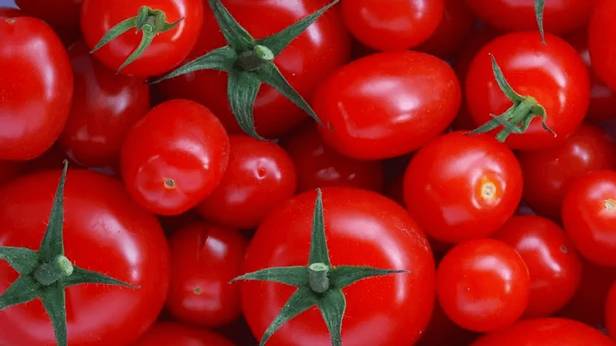 Inovasi Genetik Ubah Ukuran dan Rasa Buah Tomat serta Terong