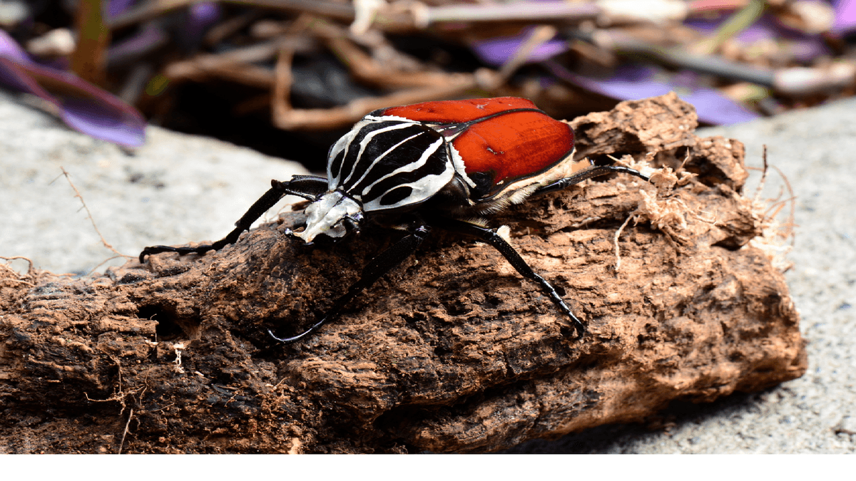 Ancaman Kepunahan Kumbang Goliath Akibat Perkebunan Cokelat di Afrika