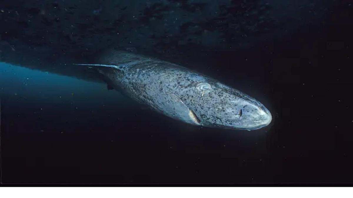 Rahasia Genetik Hiu Greenland: Hidup Lama dan Kebal Kanker Terungkap