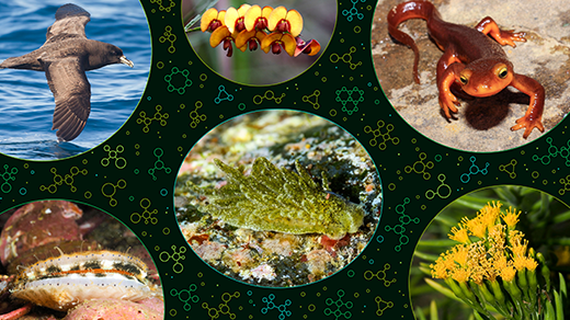 Molekul Kunci dari Siput Laut yang Mengubah Struktur Ekosistem Lumpur San Francisco