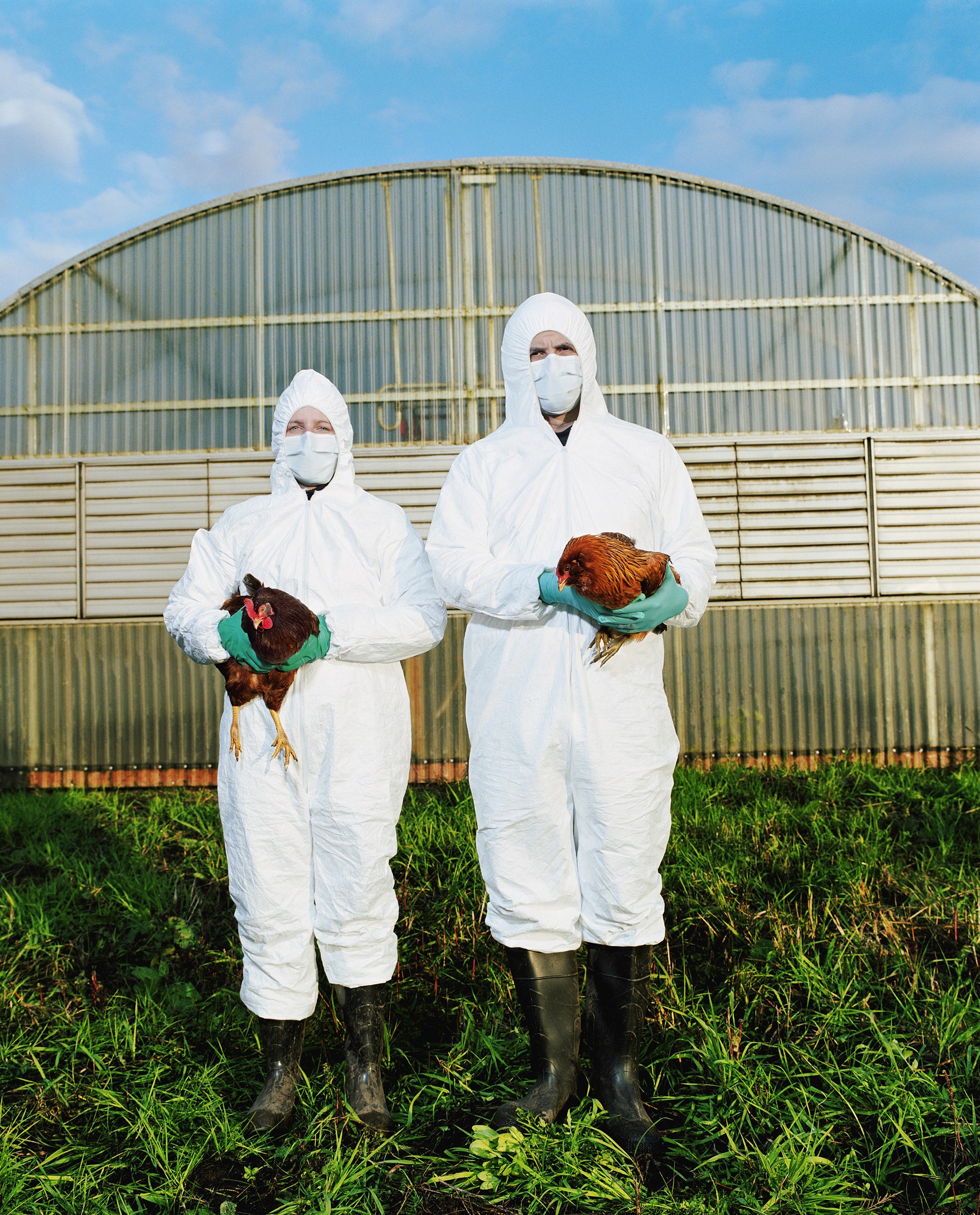 AS Pertimbangkan Vaksin Ayam untuk Cepat Atasi Wabah Flu Burung dan Turunkan Harga Telur