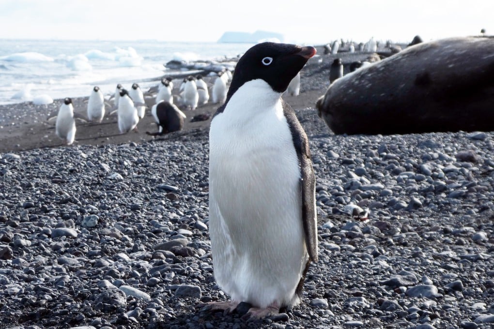 Sejarah Adélie Penguin Mengambil Alih Habitat Saat Es Laut Antarktika Meluas