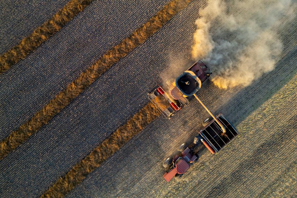 Tarif China Sebabkan Harga Canola Kanada Merosot Drastis