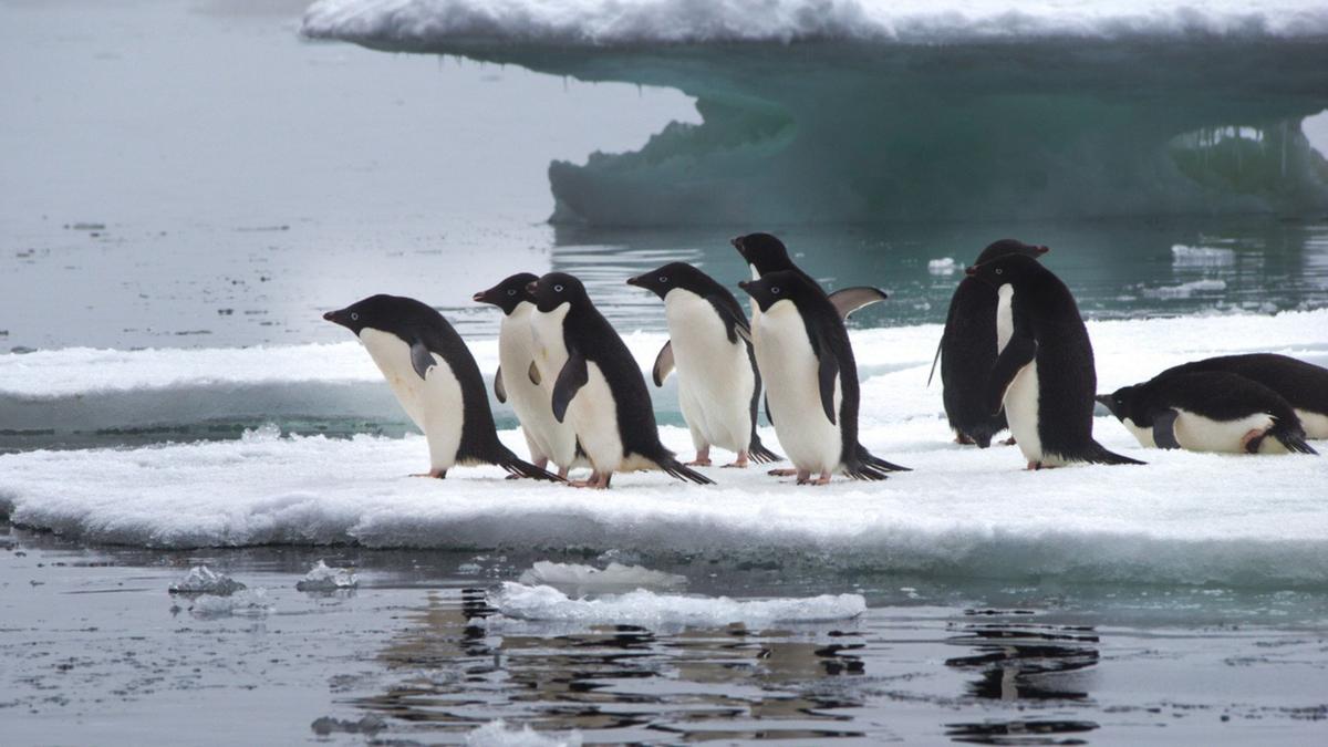 Jejak Ribuan Tahun Penguin Adélie Ungkap Dampak Perubahan Iklim Antartika