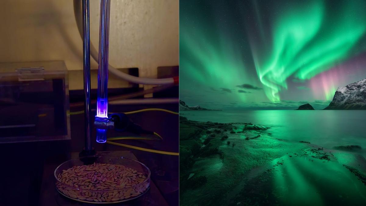 Inovasi Plasma Dingin: Solusi Ramah Lingkungan untuk Pertanian Masa Depan