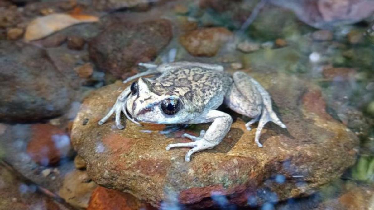 Katak Langka Alsodes vittatus di Chile Ditemukan Kembali Setelah 100 Tahun