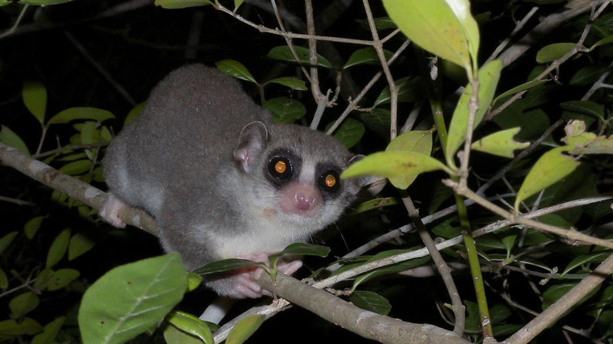 Lemur Hibernasi Bisa Memperpanjang Telomer dan Melawan Penuaan Sel