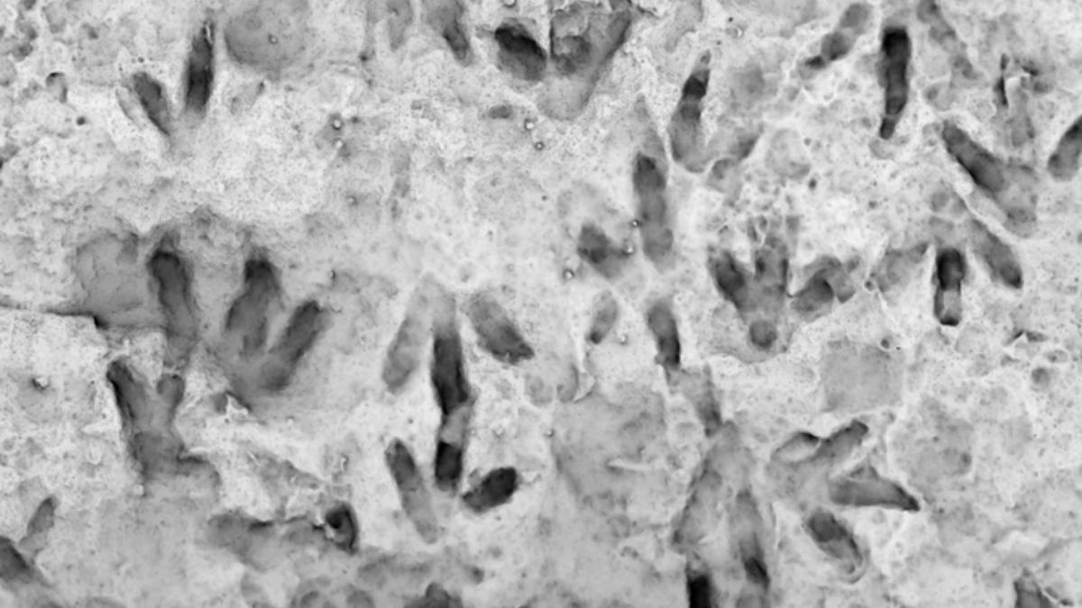 Jejak Dinosaurus 200 Juta Tahun di Queensland Ungkap Kehidupan Purba Australia