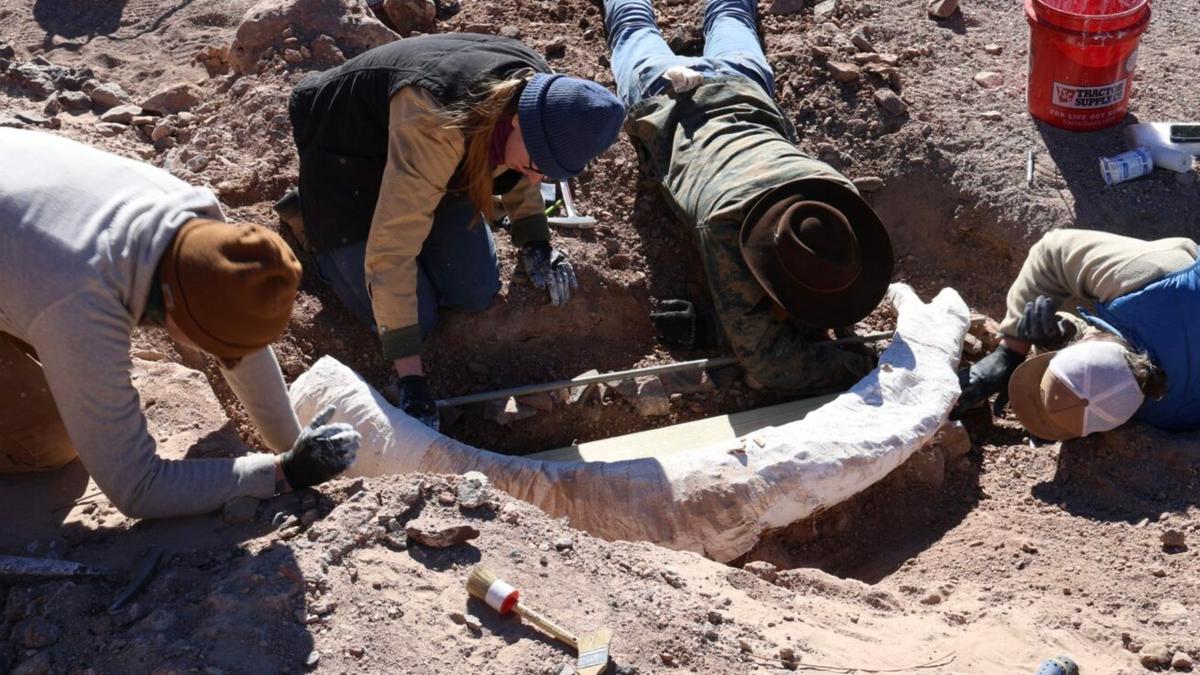 Penemuan Langka: Taring Mammoth Berusia Ribuan Tahun di Peternakan Texas