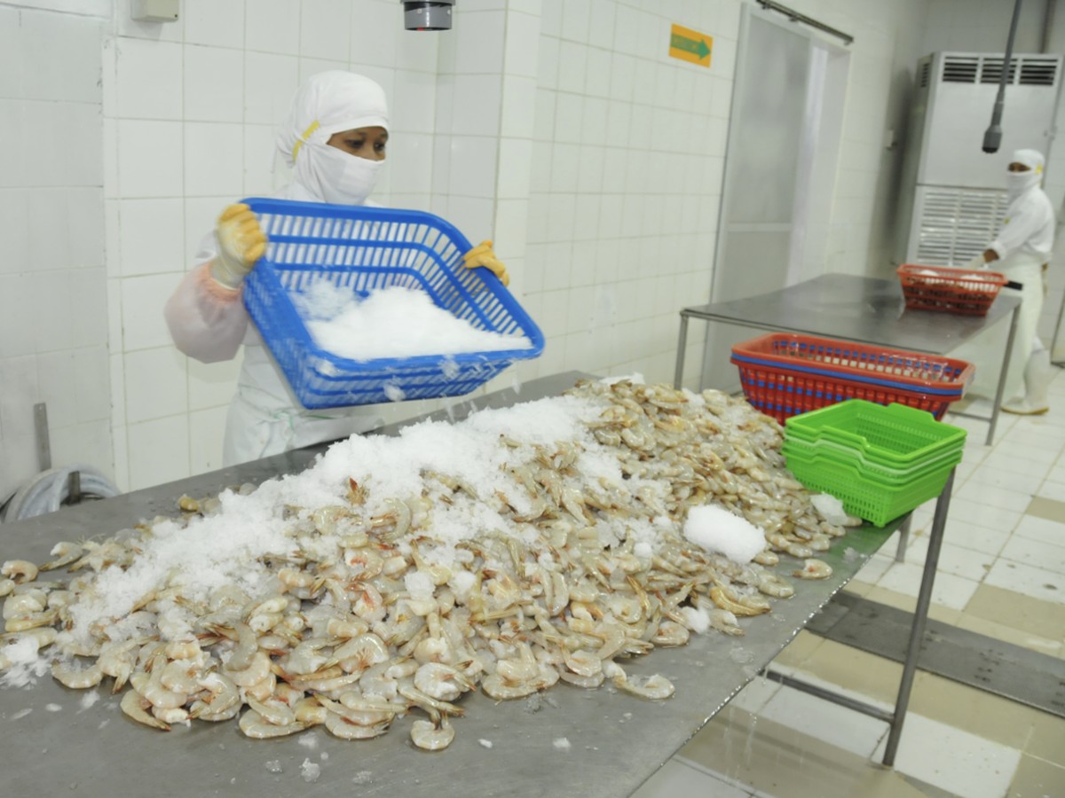 KKP Ajukan Peninjauan Tarif Bea Masuk Anti-Dumping Udang ke AS