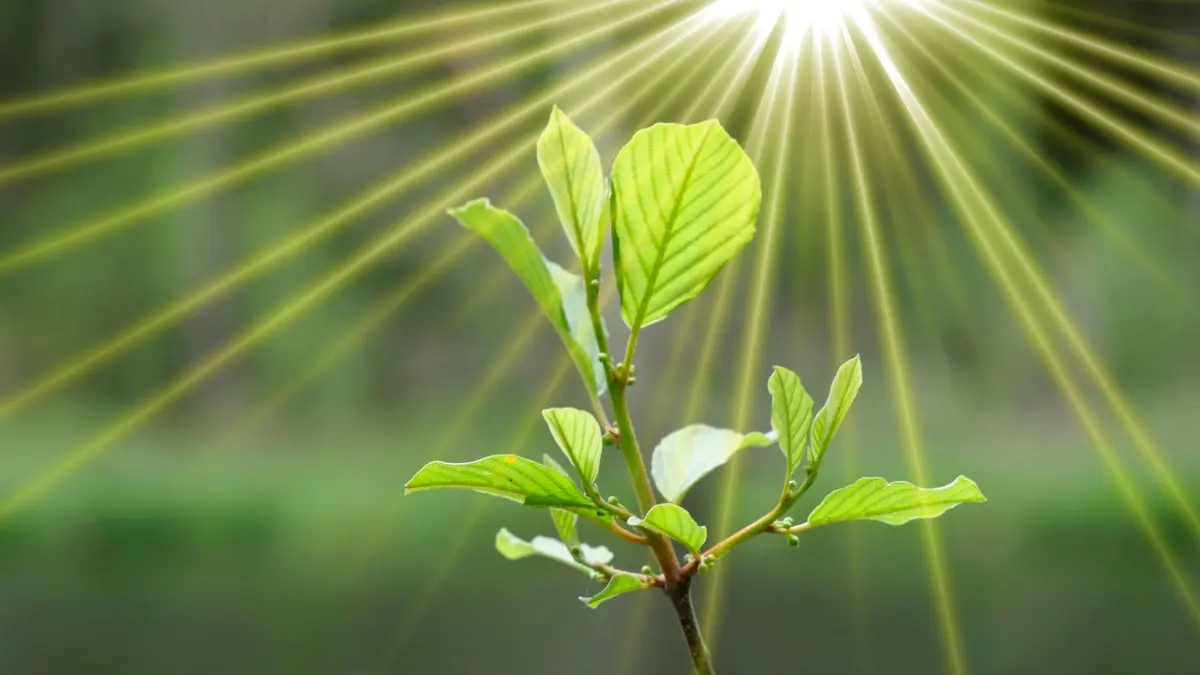 Peneliti Menciptakan Fotosintesis Buatan untuk Energi Masa Depan Bersih