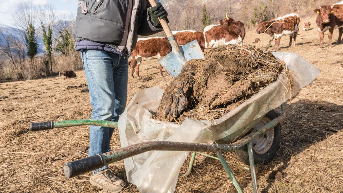 Mengubah Kotoran Sapi Jadi Bahan Bakar Hidrogen Ramah Lingkungan di Hokkaido