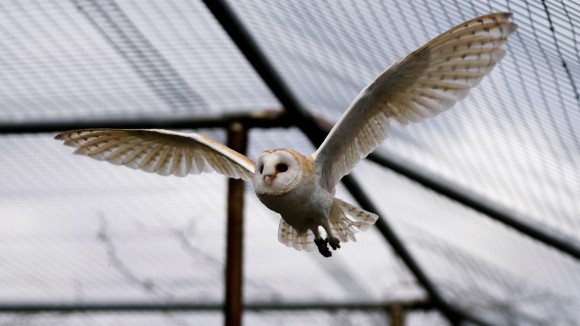 Burung Hantu untuk Perdamaian: Kolaborasi Ilmiah Lintas Batas di Tengah Konflik