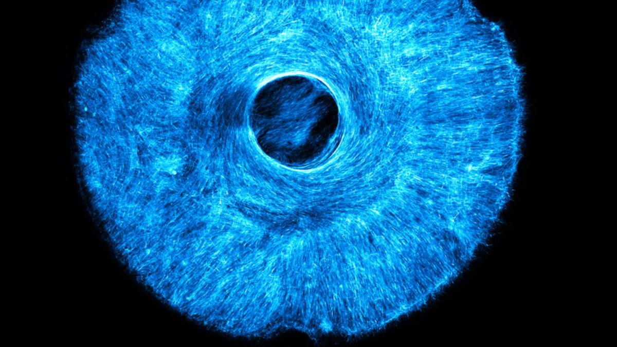MIT Kembangkan Otot Buatan Multi-Arah untuk Robot Biohibrida Fleksibel