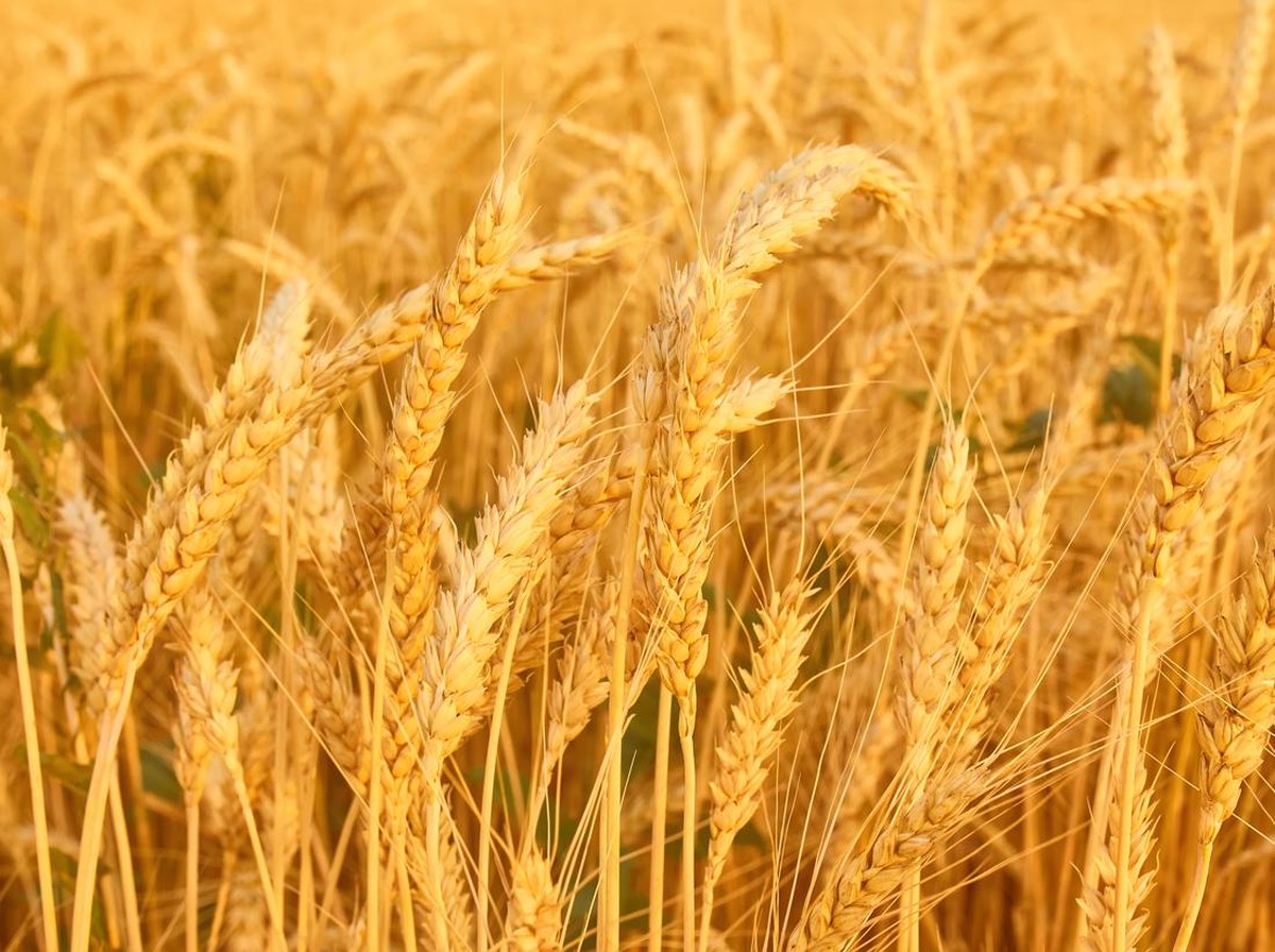 Impor Beras Turun Drastis, Produksi Dalam Negeri Indonesia Surplus