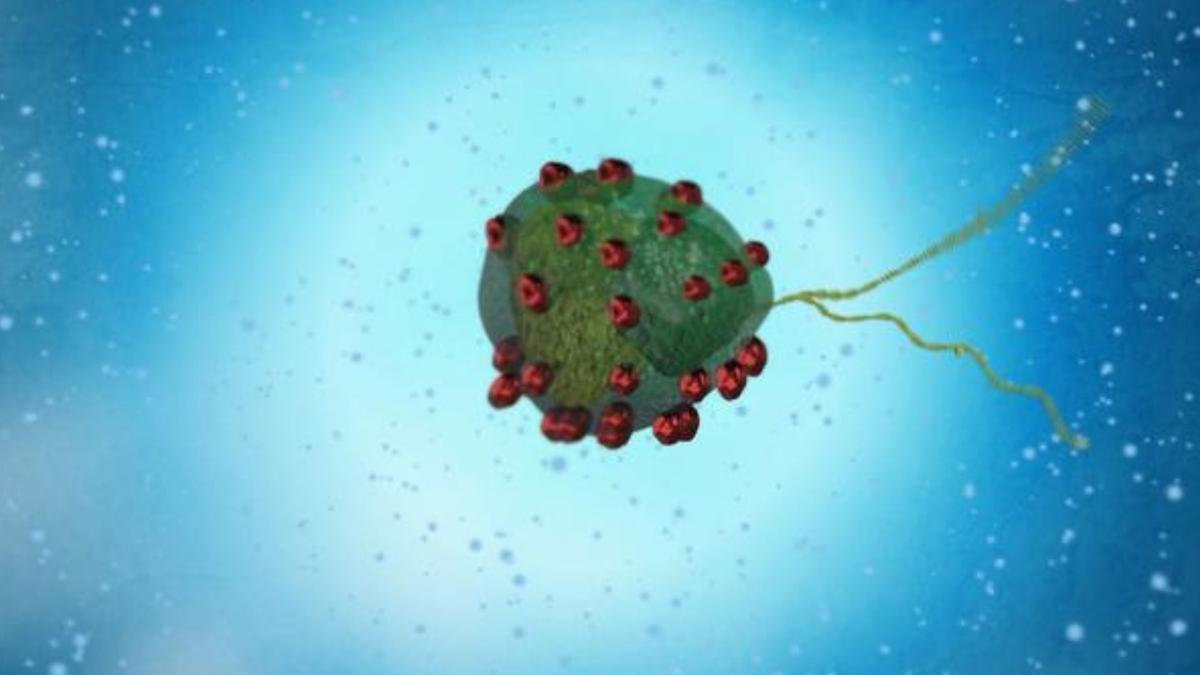 Microrobot Berbasis Mikroalga Berlapis Magnet untuk Pengiriman Obat Presisi