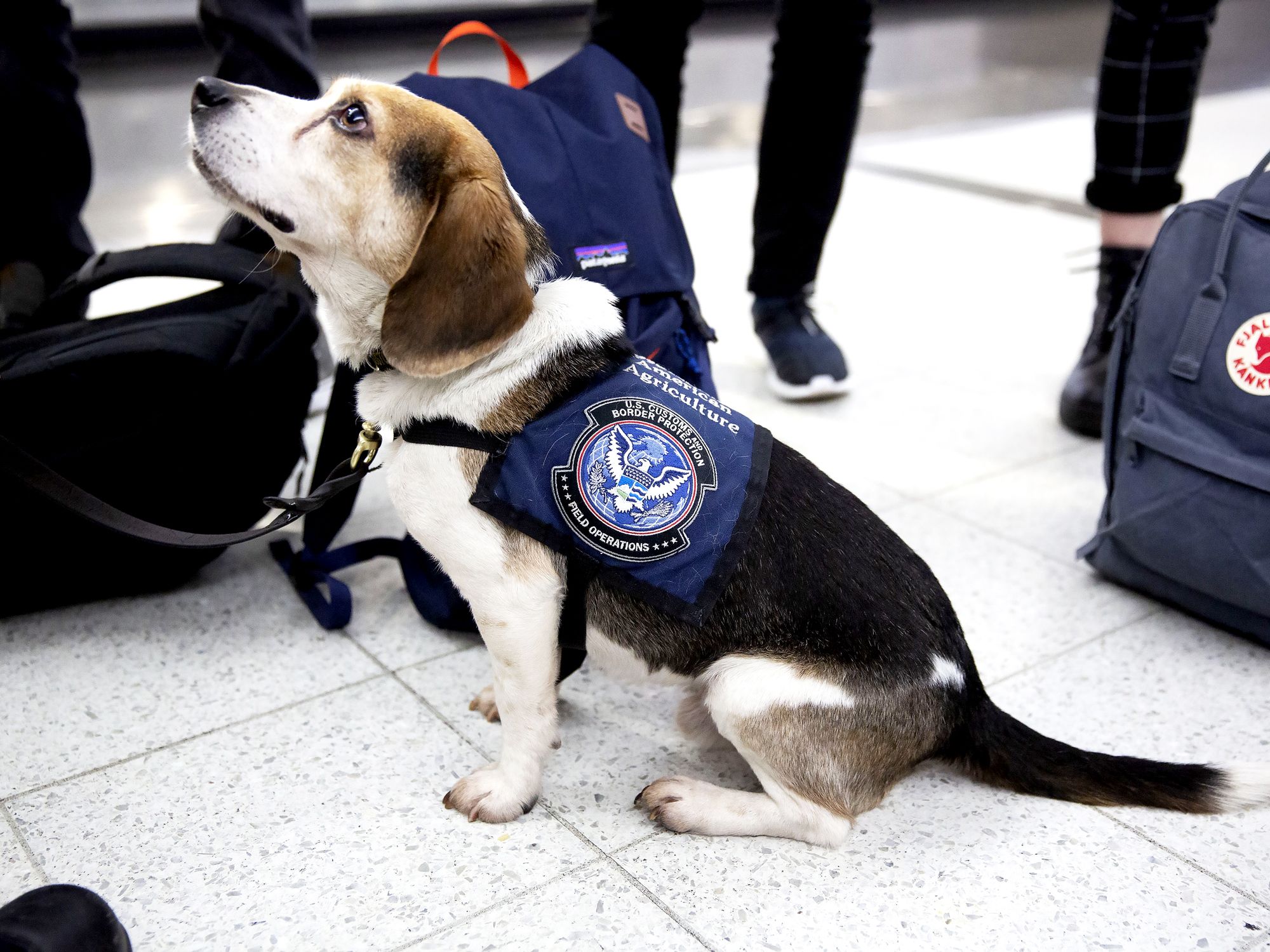 Pemutusan Staf USDA Mengancam Keamanan Pangan dan Pertanian AS