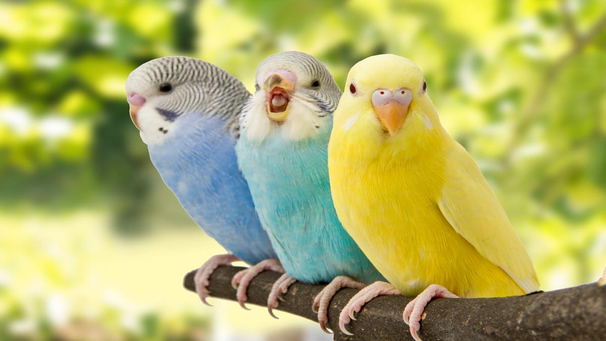 Burung Budgerigar Punya Otak Mirip Manusia, Bisa Bicara Banyak Kata
