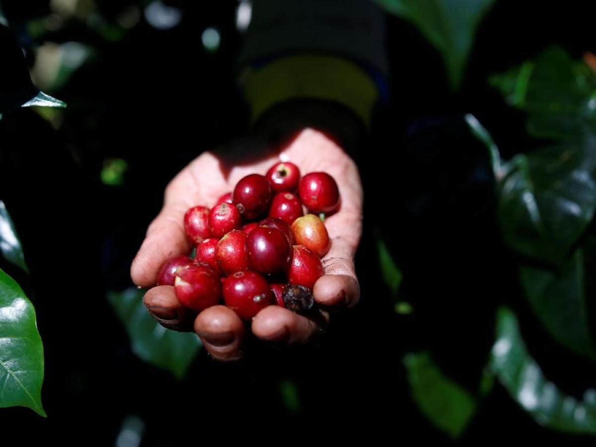 Harga Kopi Melonjak, PT FORE Tetap Ekspansi dengan Strategi Kontrak Harga