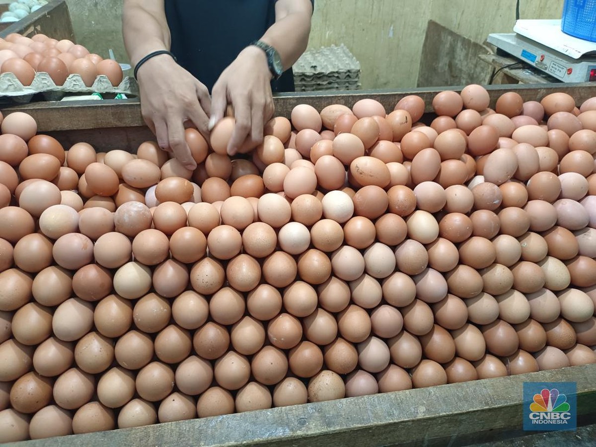 AS Buka Impor Telur Untuk Redam Harga yang Melonjak Drastis
