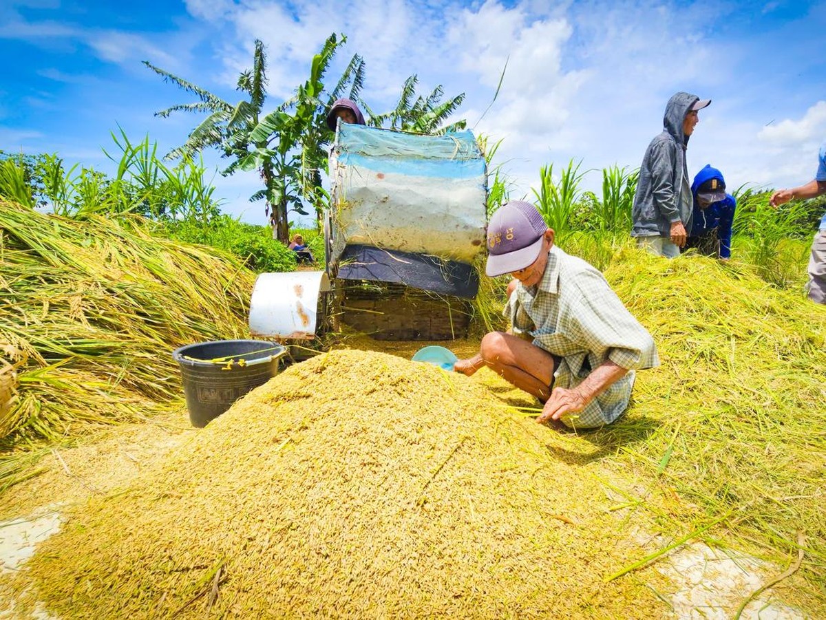 Harga Gabah Ditetapkan Rp 6.500 per Kg, Pemerintah Dorong Kesejahteraan Petani