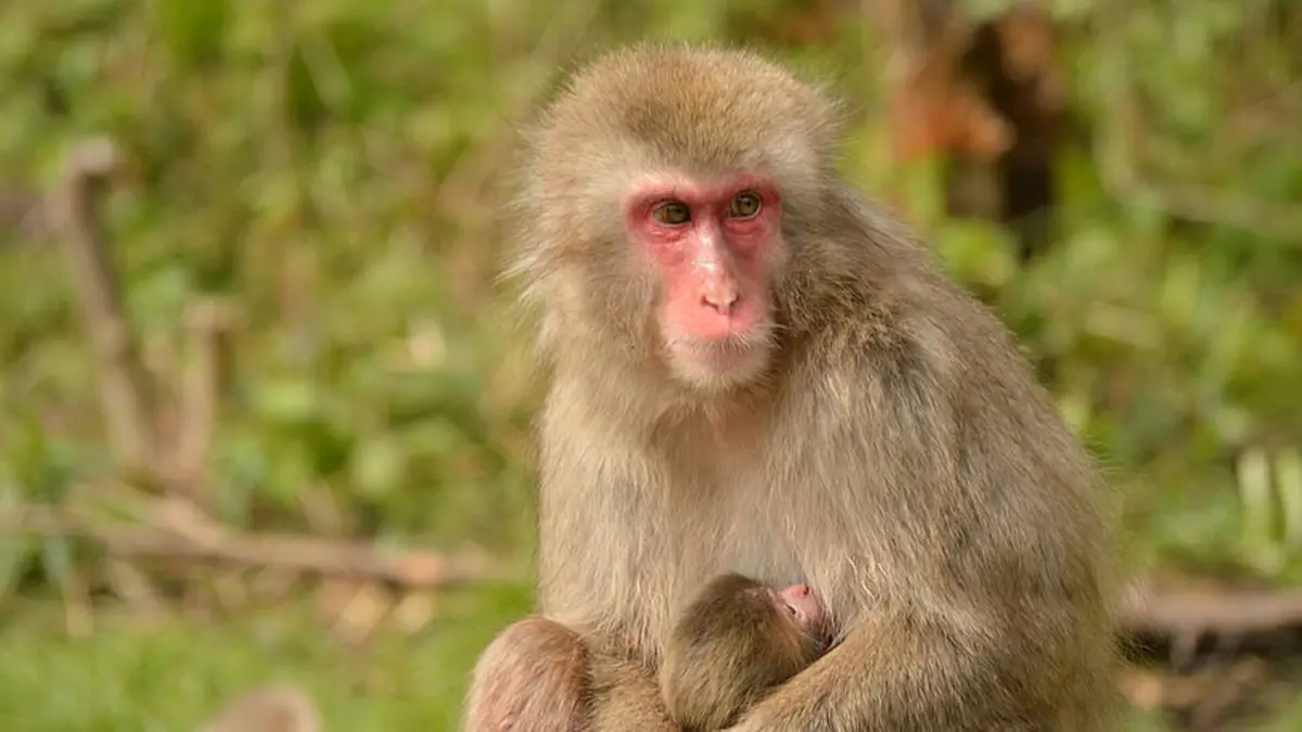 Mengapa Monyet Jepang Tidak Alami Kematian Saat Melahirkan seperti Manusia?