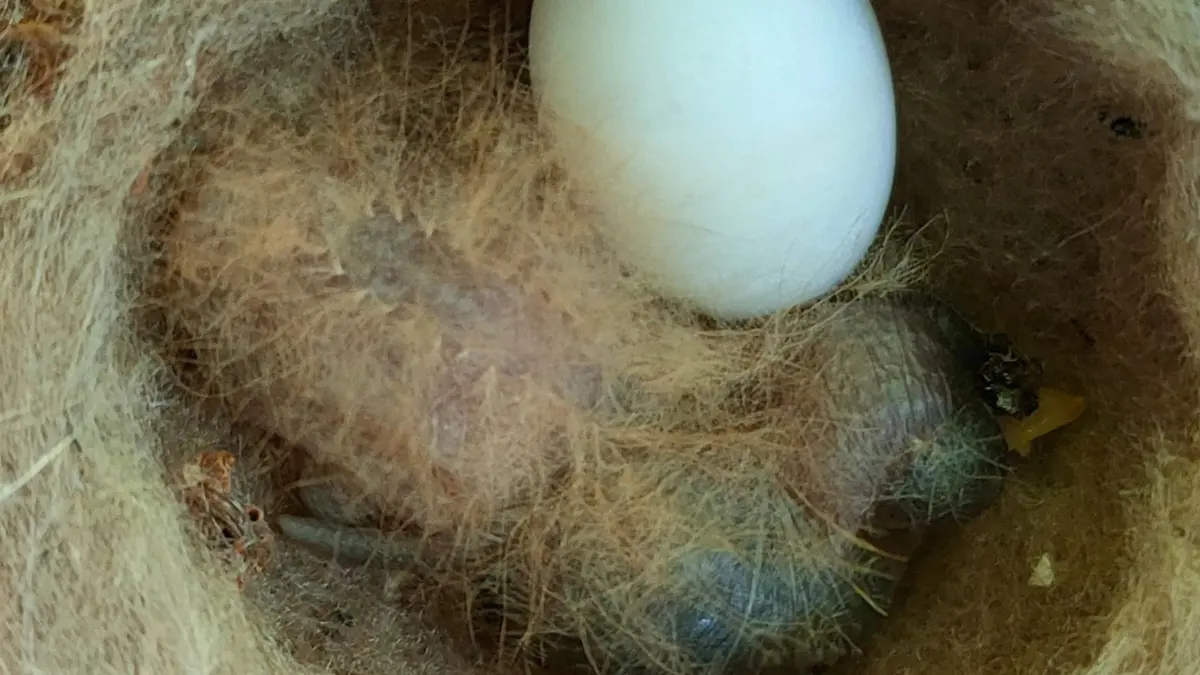 Mimikri Ulut Berbulu: Strategi Perlindungan Anak Burung Kolibri Langka