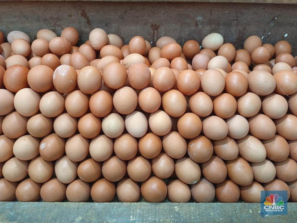 Kementan Wacanakan Ekspor Telur ke AS, Namun Perhatikan Kebutuhan MBG