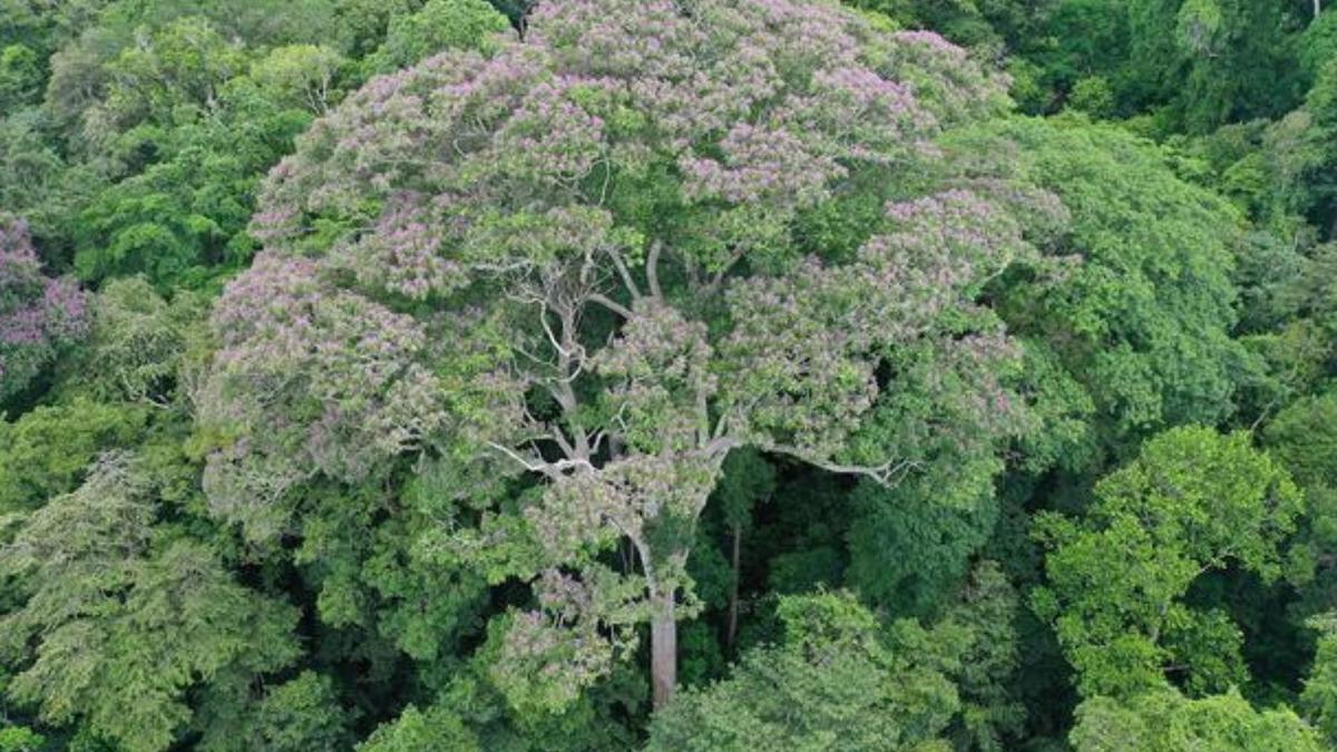 Pohon Tropis Dipteryx Oleifera: Tahan Petir dan Raih Keuntungan Langka