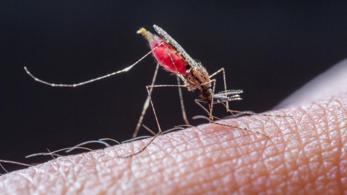 Nitisinone: Obat yang Ubah Darah Manusia Jadi Racun Nyamuk Penyelamat