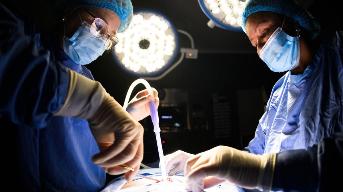 Terobosan Transplantasi Hati Babi Genetik Pertama yang Berhasil di Manusia