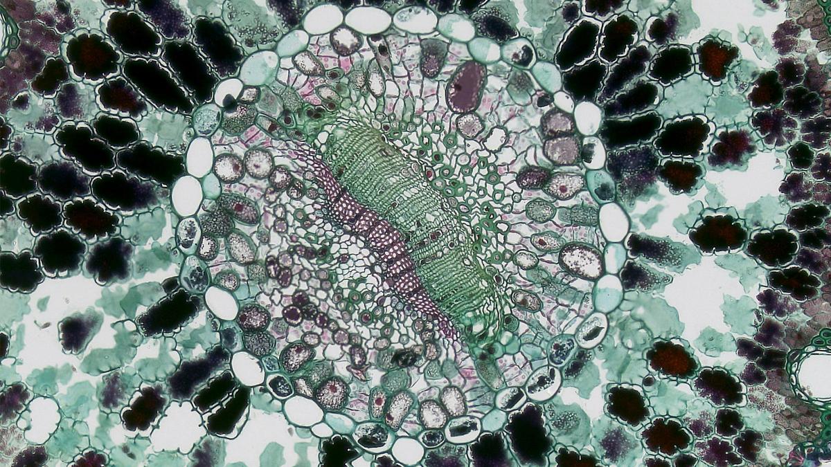 Penemuan Efek Kuantum pada Tryptophan: Kunci Komputasi Biologis Supercepat