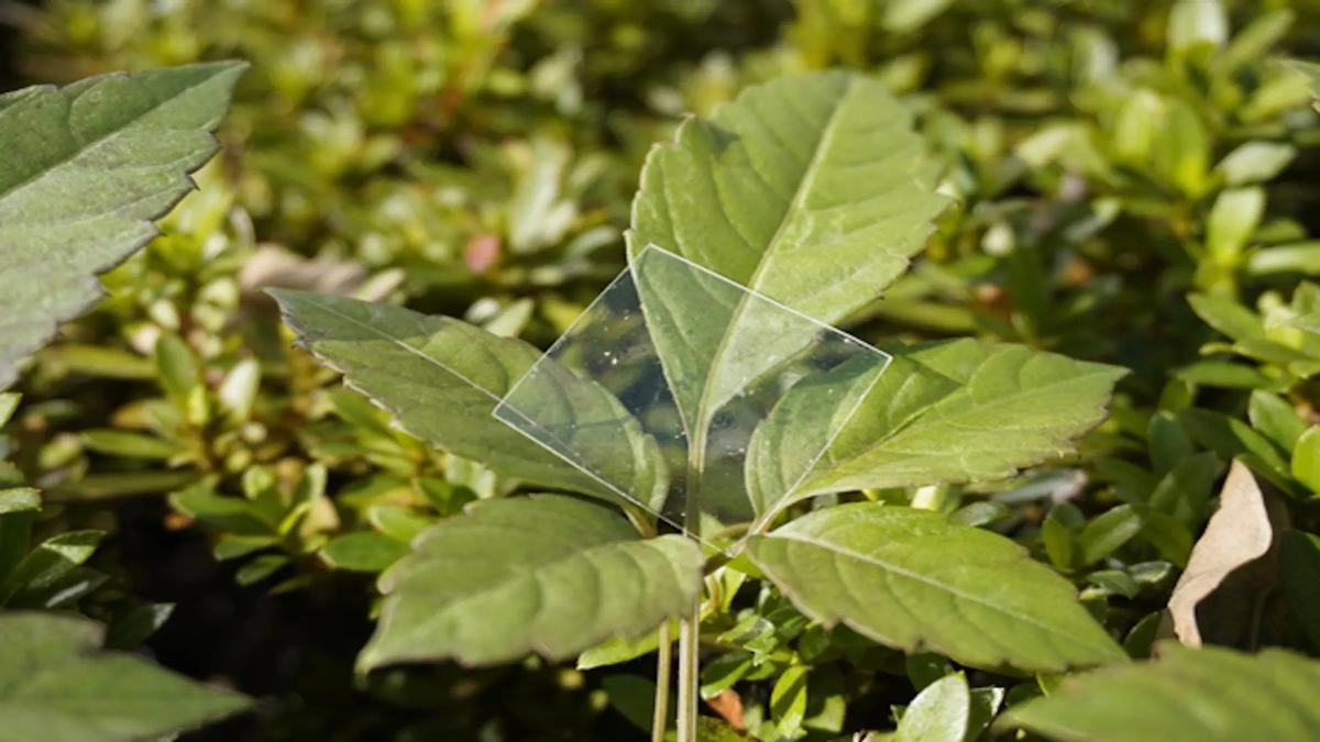 Plastik Baru yang Kuat dan Mudah Terurai di Air Laut Cegah Mikroplastik