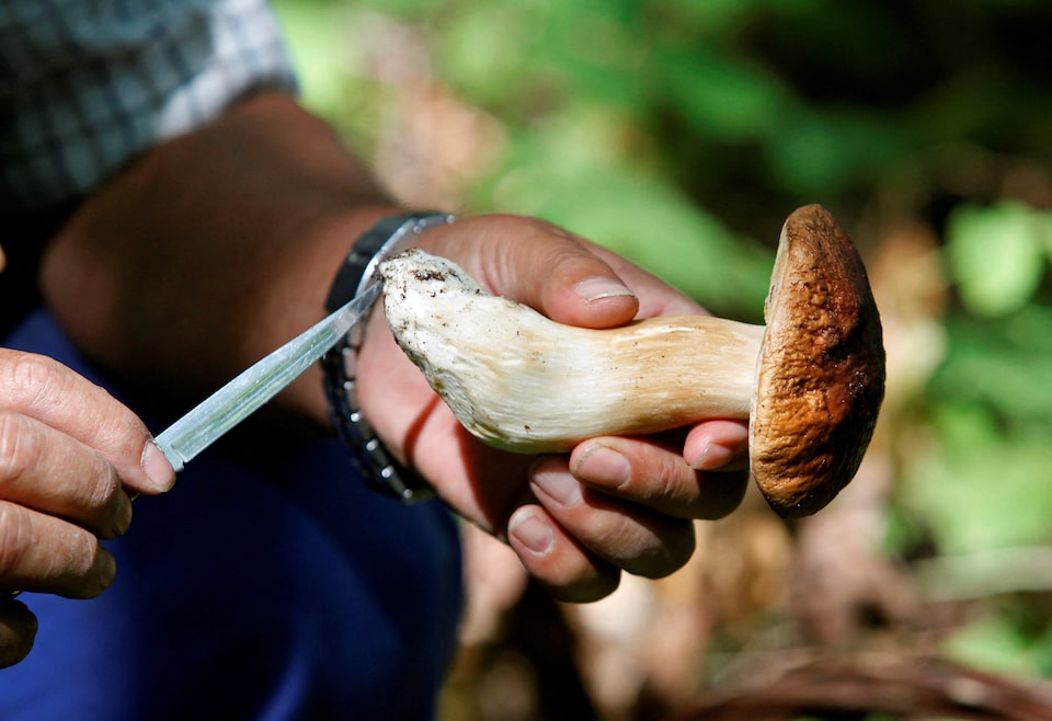 Ancaman Kepunahan Jamur dan Dampaknya pada Ekosistem dan Manusia