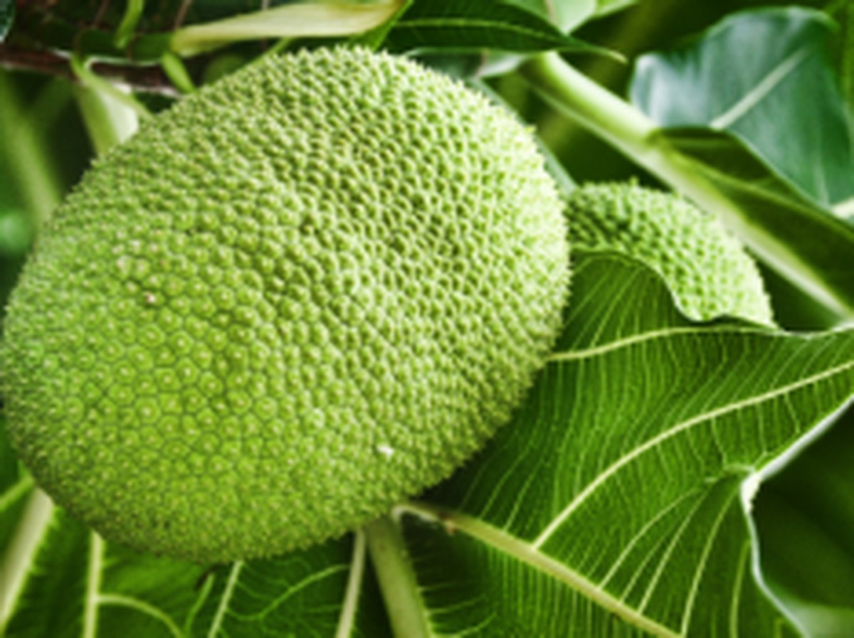 Buah Sukun, Superfood Tropis Indonesia yang Jadi Solusi Krisis Pangan Dunia