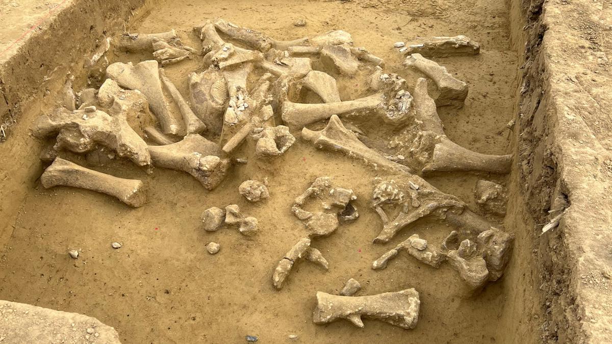 Penemuan Situs Prasejarah di Austria Ungkap Cara Manusia Purba Olah Mamut