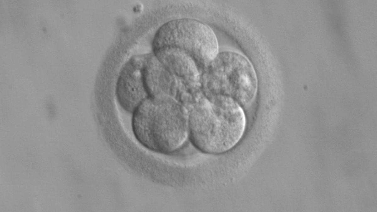 Kamera Kuantum Canggih Dukungan Baru untuk Kesuksesan Fertilisasi In Vitro